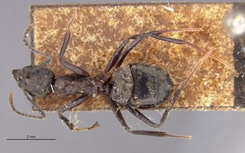 Media type: image;   Entomology 21216 Aspect: habitus dorsal view